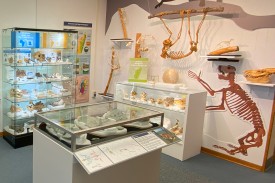 Fossil exhibit at the Duke Lemur Center Museum
